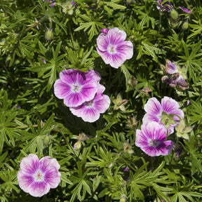 Blut-Storchschnabel ‘Elke’ - Geranium sanguineum Elke - Willemse