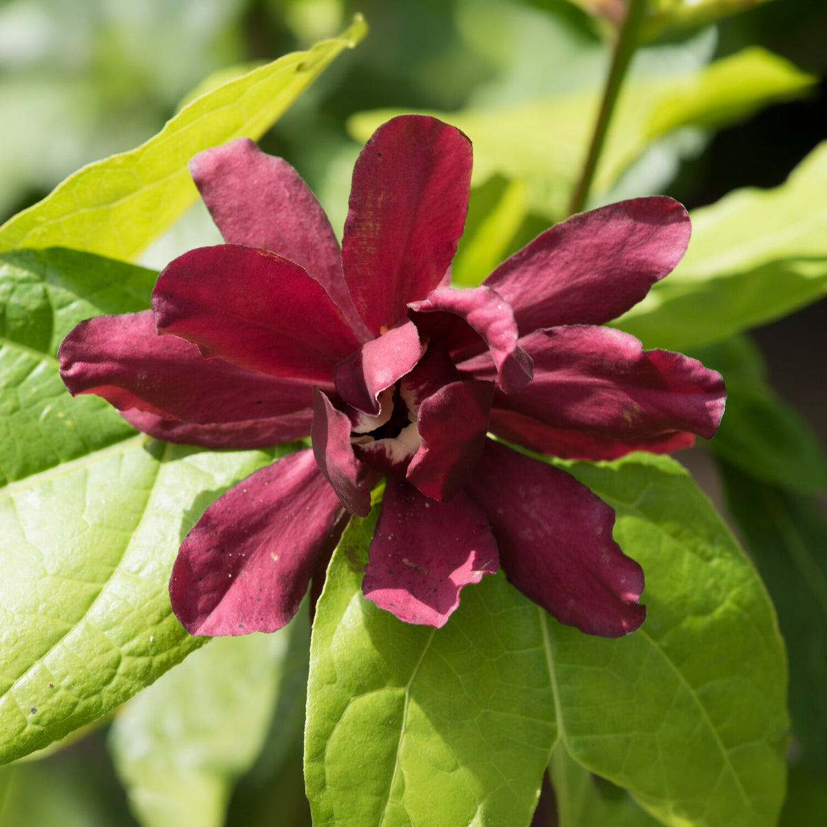 Chinesischer Wachsstrauch Hartlage Wine - Sinocalycanthus x raulstonii hartlage wine - Willemse