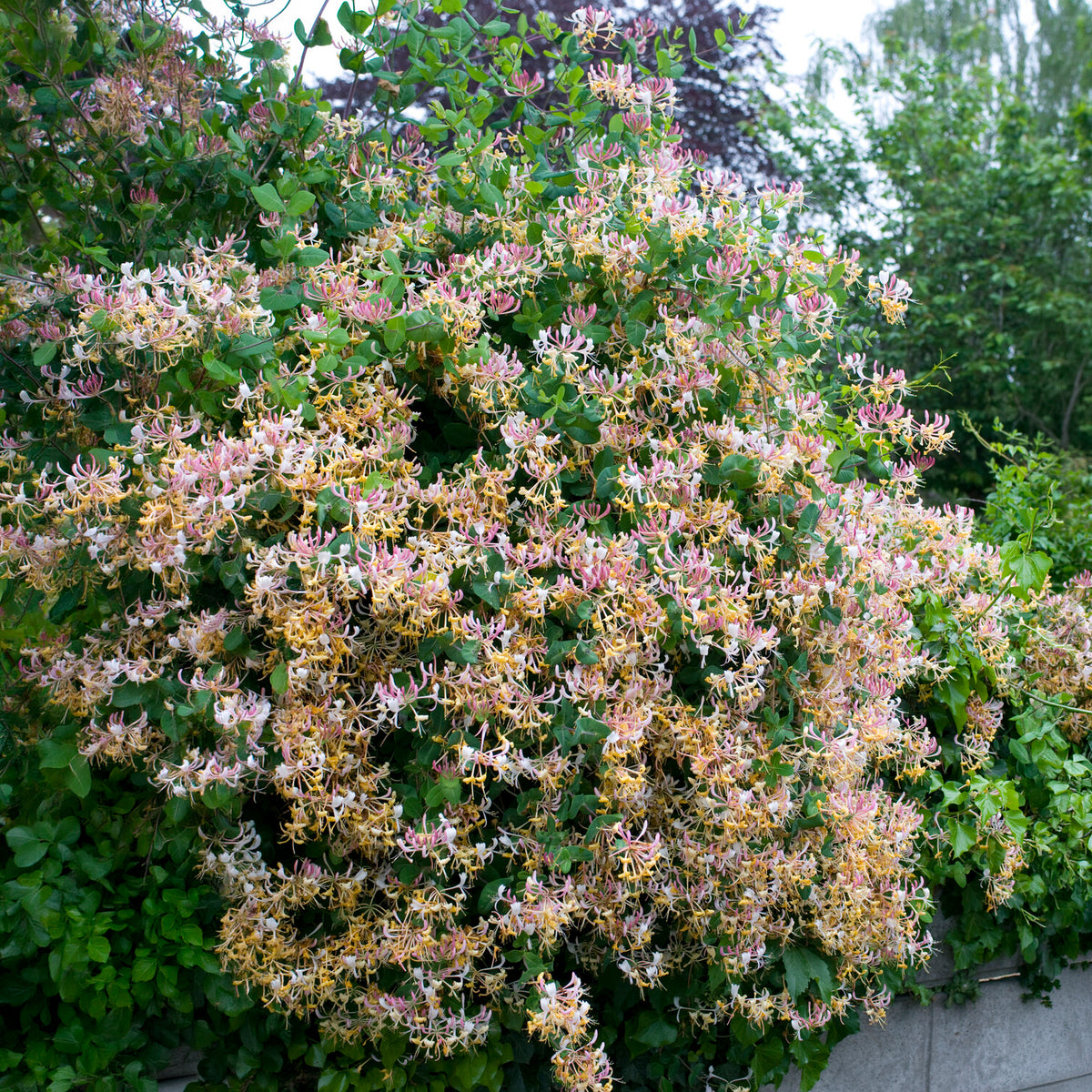 Waldgeißblatt Serotina - Lonicera periclymenum serotina - Willemse