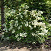 Eichenblättrige Hortensie