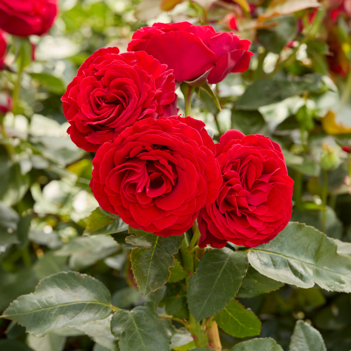 Rose Dominica ® Intercomdoor - Rosa dominica ® intercomdoor - Willemse