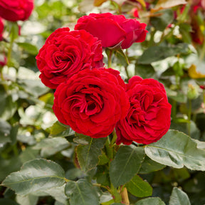 Rose Dominica ® Intercomdoor - Rosa dominica ® intercomdoor - Willemse