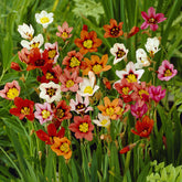Sparaxis tricolor (x25) - Sparaxis tricolor - Willemse