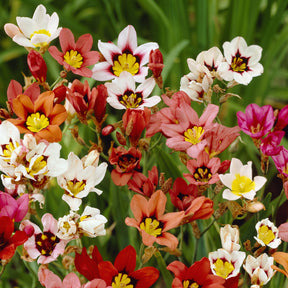 Sparaxis tricolor (x25) - Willemse