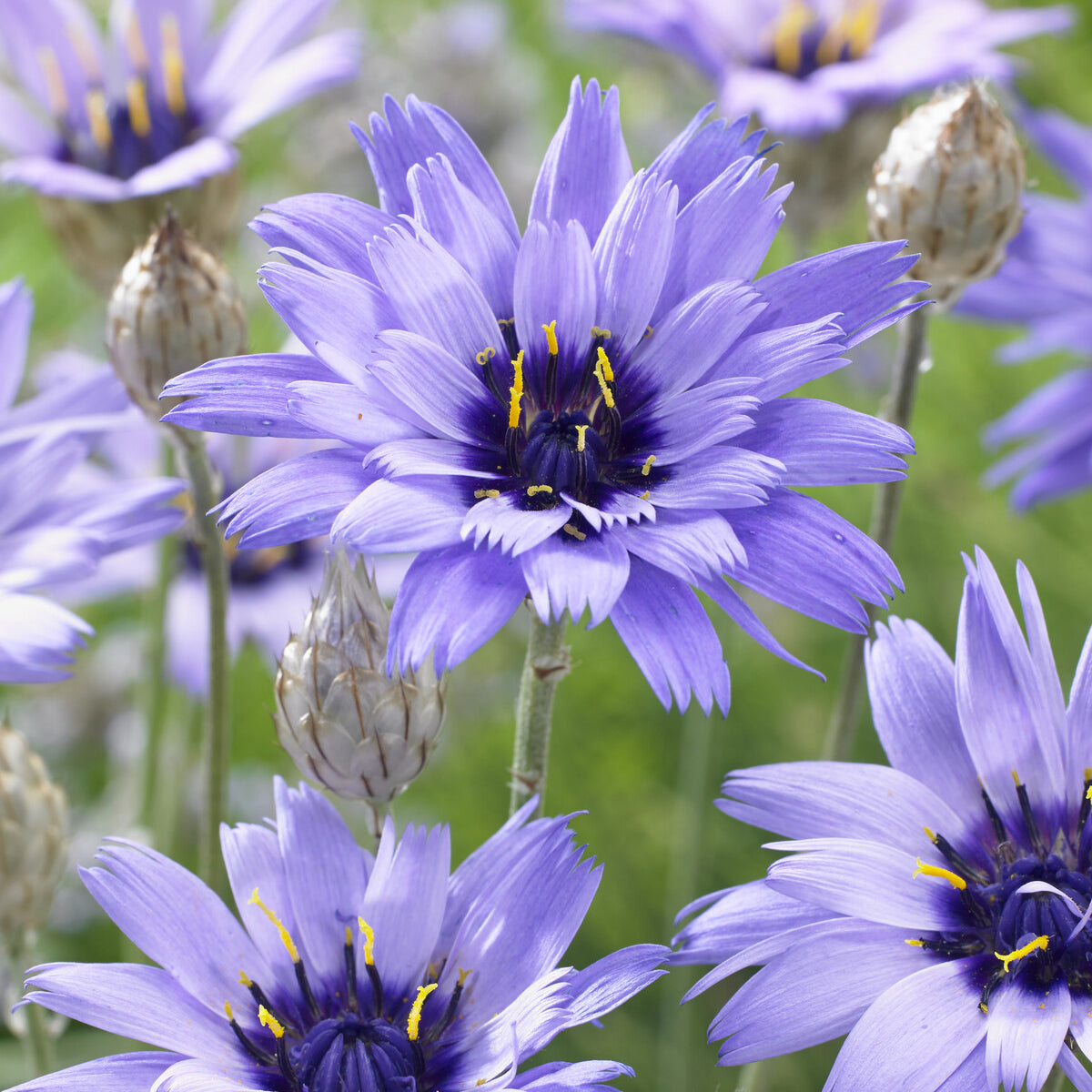 Blühende Stauden - Blaue Rasselblume - Catananche caerulea