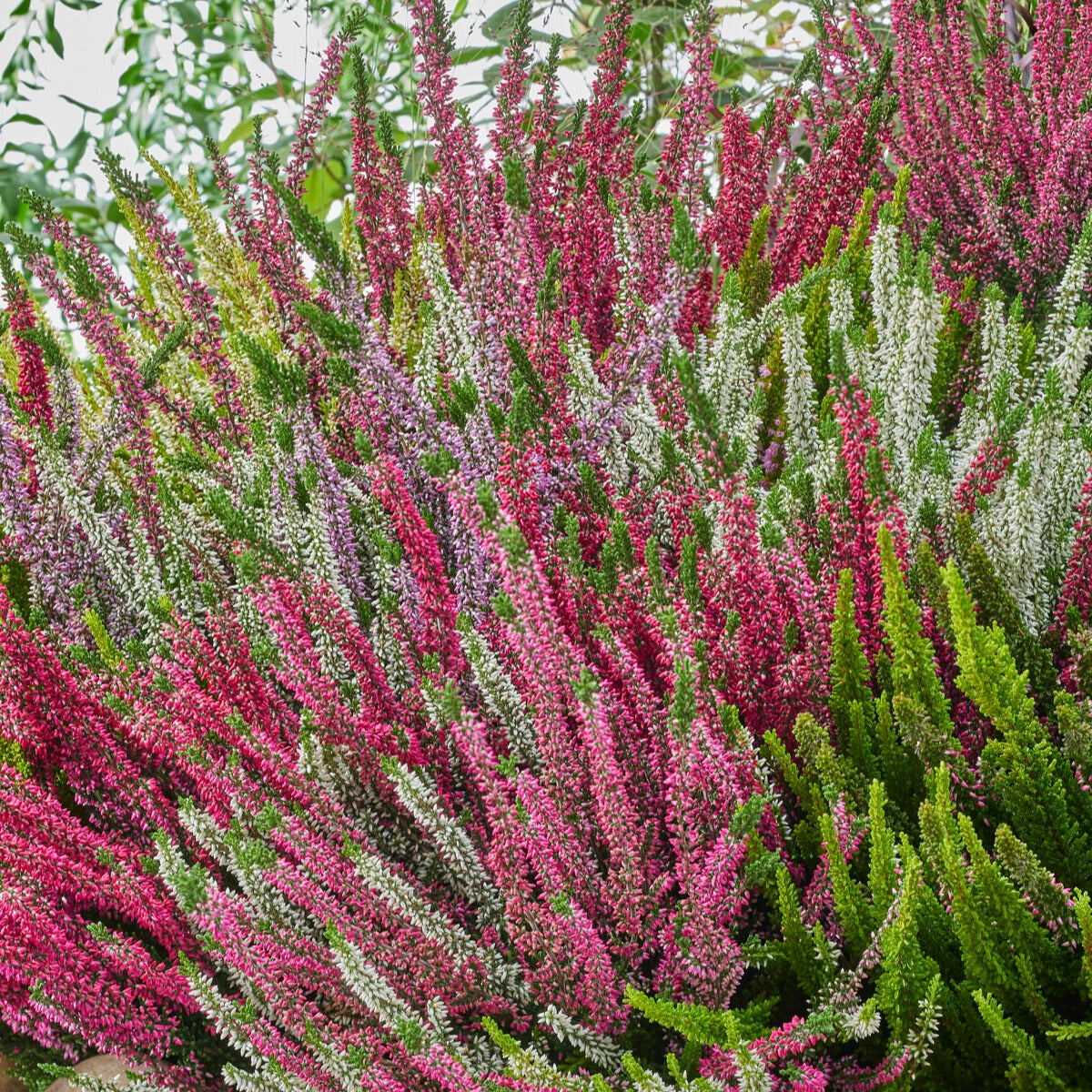 Heidekraut-Trio (weiß, rot, rosa) (x3) - Calluna vulgaris - Willemse