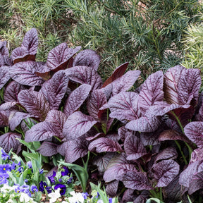 Roter Blattsenf Red Giant Bio - Brassica juncea integrifolia red giant - Willemse