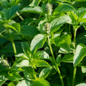 Zitronenbasilikum Mrs. Burns - Ocimum citridorum - Willemse