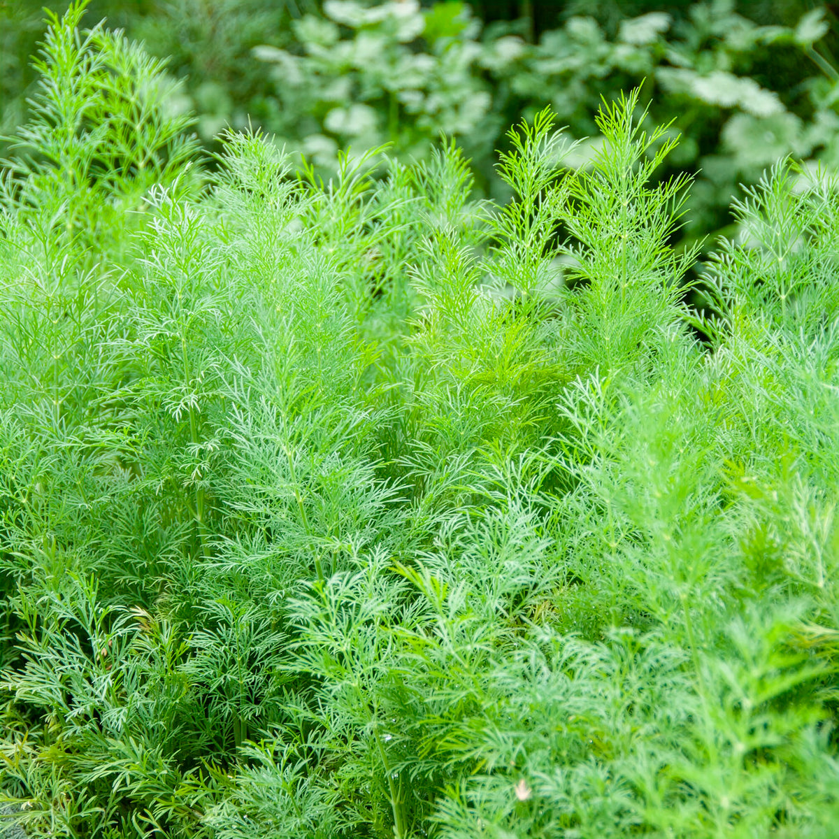 Anethum graveolens compatto - Dill Bouquet Compatto - Kräutersamen