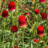 Kugelamarant Strawberry Fields - Gomphrena haageana Strawberry Fields - Willemse
