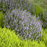 Sommerheide Spring Torch - Calluna vulgaris Spring Torch - Willemse