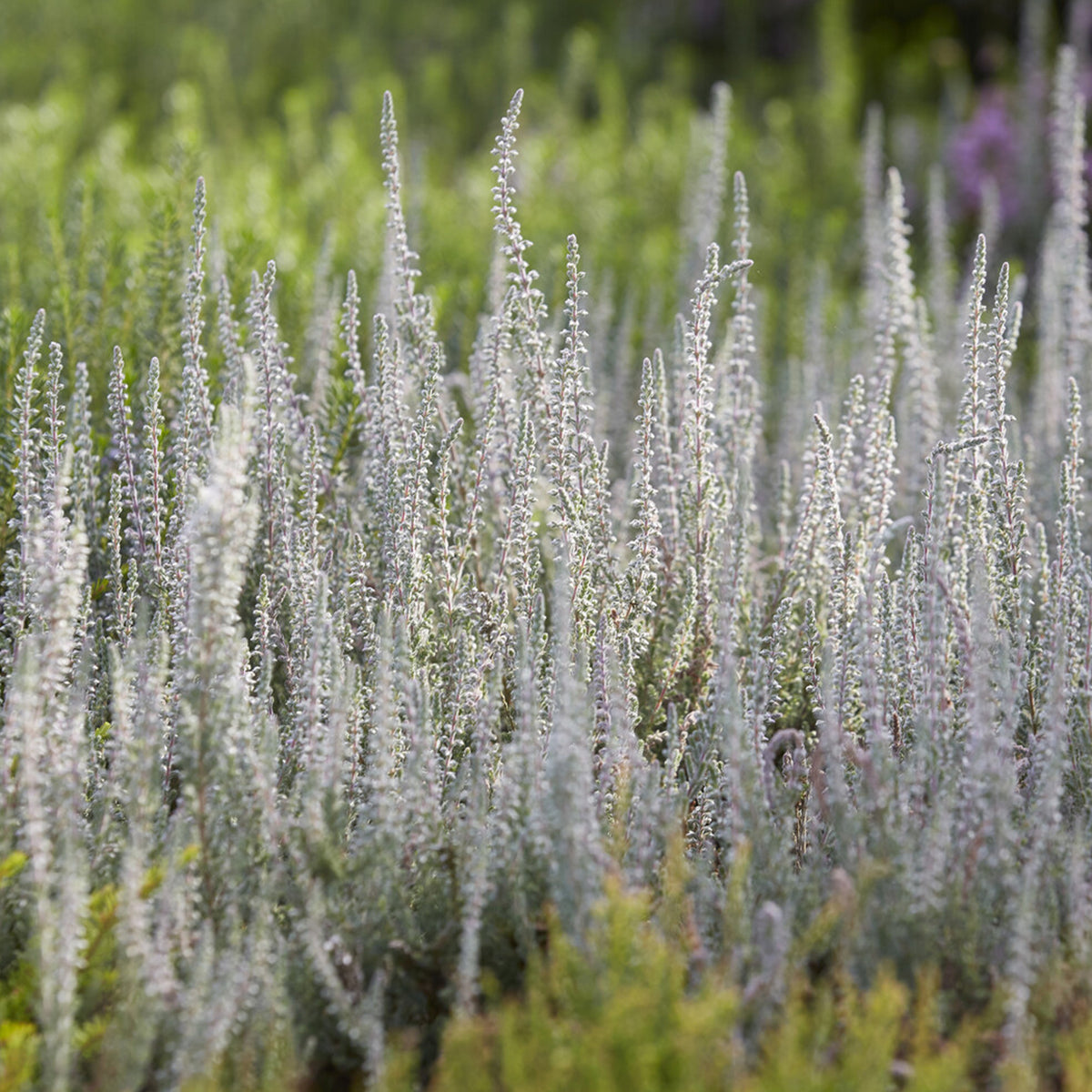Sommerheide 'Silver Knight' - Willemse