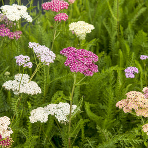 Schafgarben Summer Pastels - Willemse