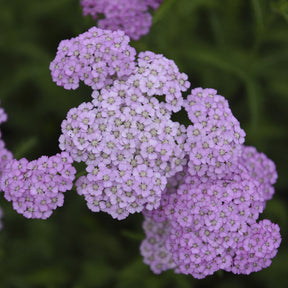 Schafgarbe Apfelblüte - Willemse