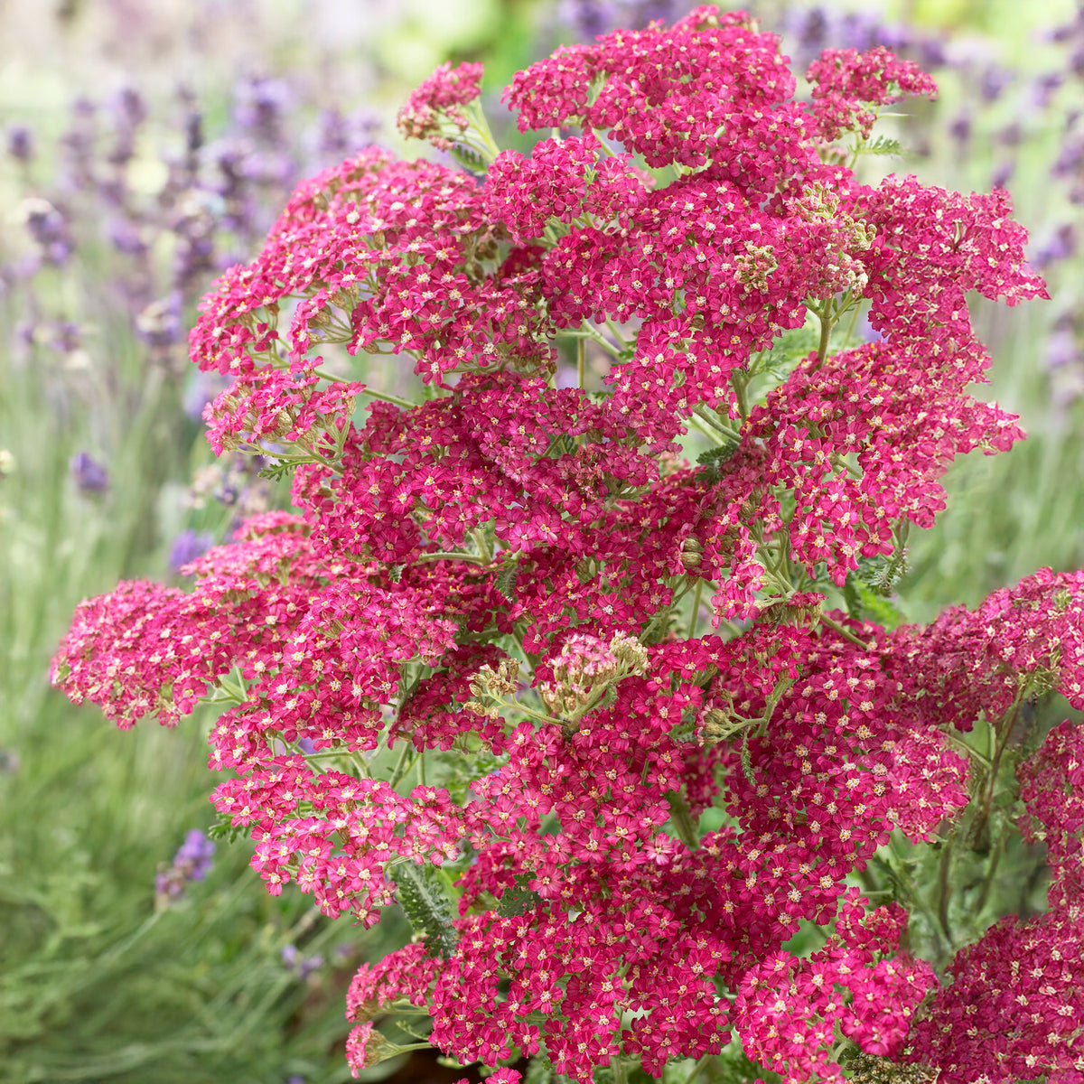 Schafgarbe Excel - Achillea millefolium Excel - Willemse