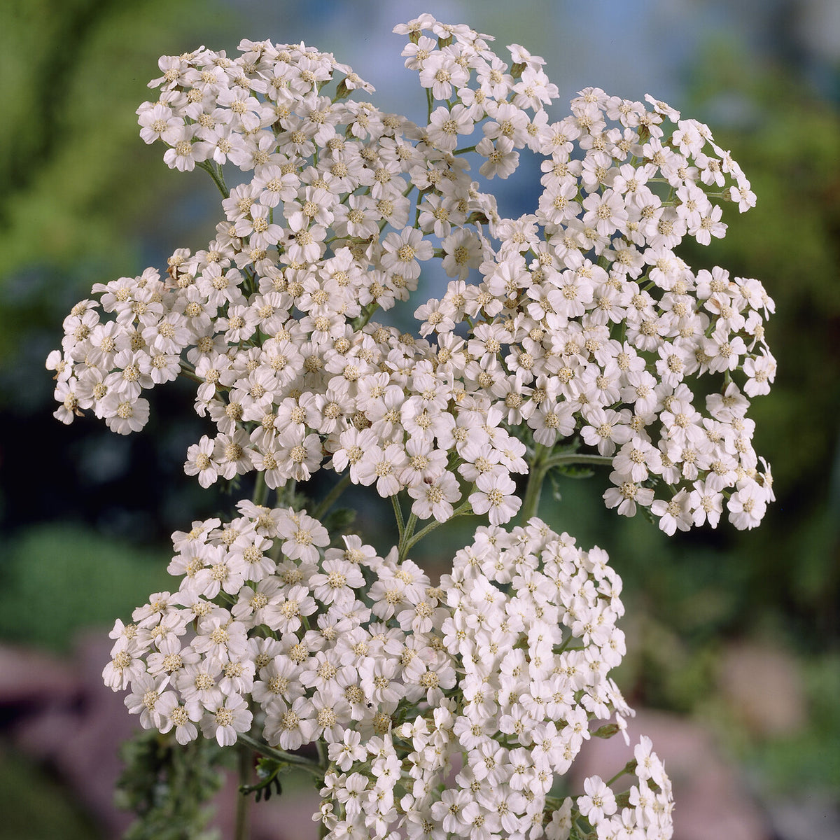 Schafgarbe Schneetaler - Willemse