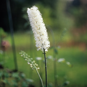 Silberkerze - Actaea racemosa - Willemse