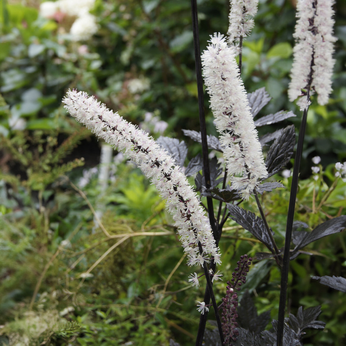 Purpur-Silberkerze ‘Atropurpurea’ - Willemse