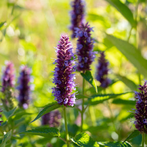 Duftnessel Beelicious Purple - Willemse