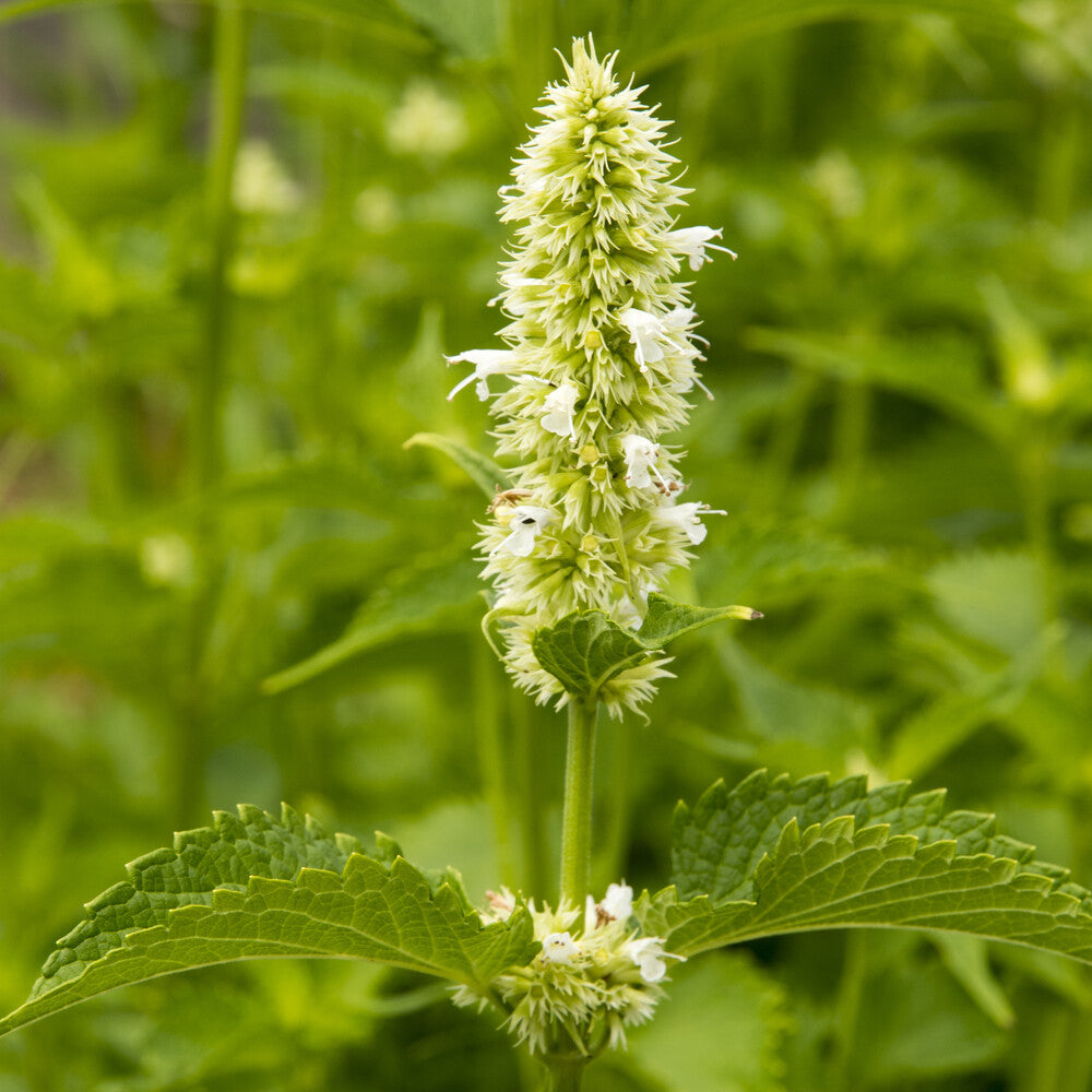 Duftnessel 'Alabaster' - Agastache rugosa Alabaster - Willemse