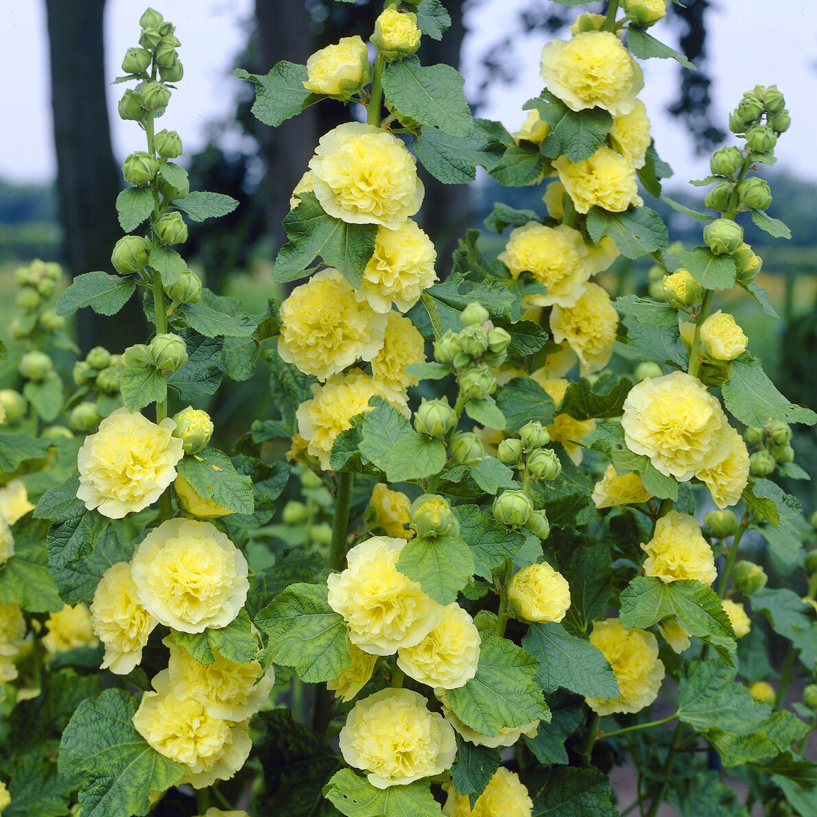 Stockrose gefüllt gelb - Willemse
