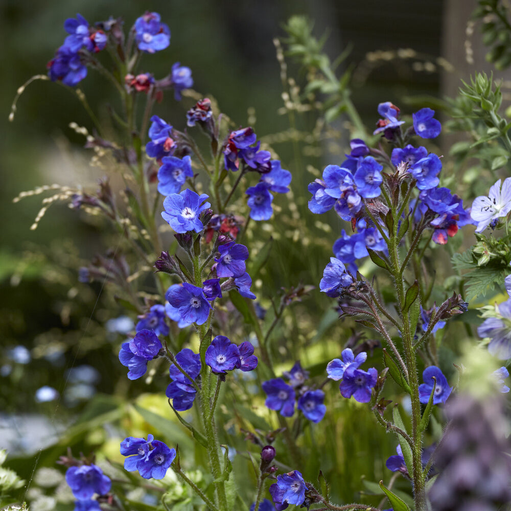 Ochsenzunge ‘Loddon Royalist’ - Anchusa azurea Loddon Royalist - Willemse