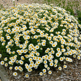 Färber-Hundskamille Sauce Hollandaise - Anthemis x hybrida Sauce Hollandaise - Willemse