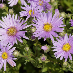 Sommer-Aster 'Rosa Erfüllung' - Willemse