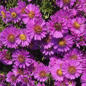 Kissenastern ‘Starlight’ - Aster novi-belgii starlight - Willemse