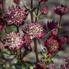 Sterndolde ‘Moulin Rouge’ - Willemse