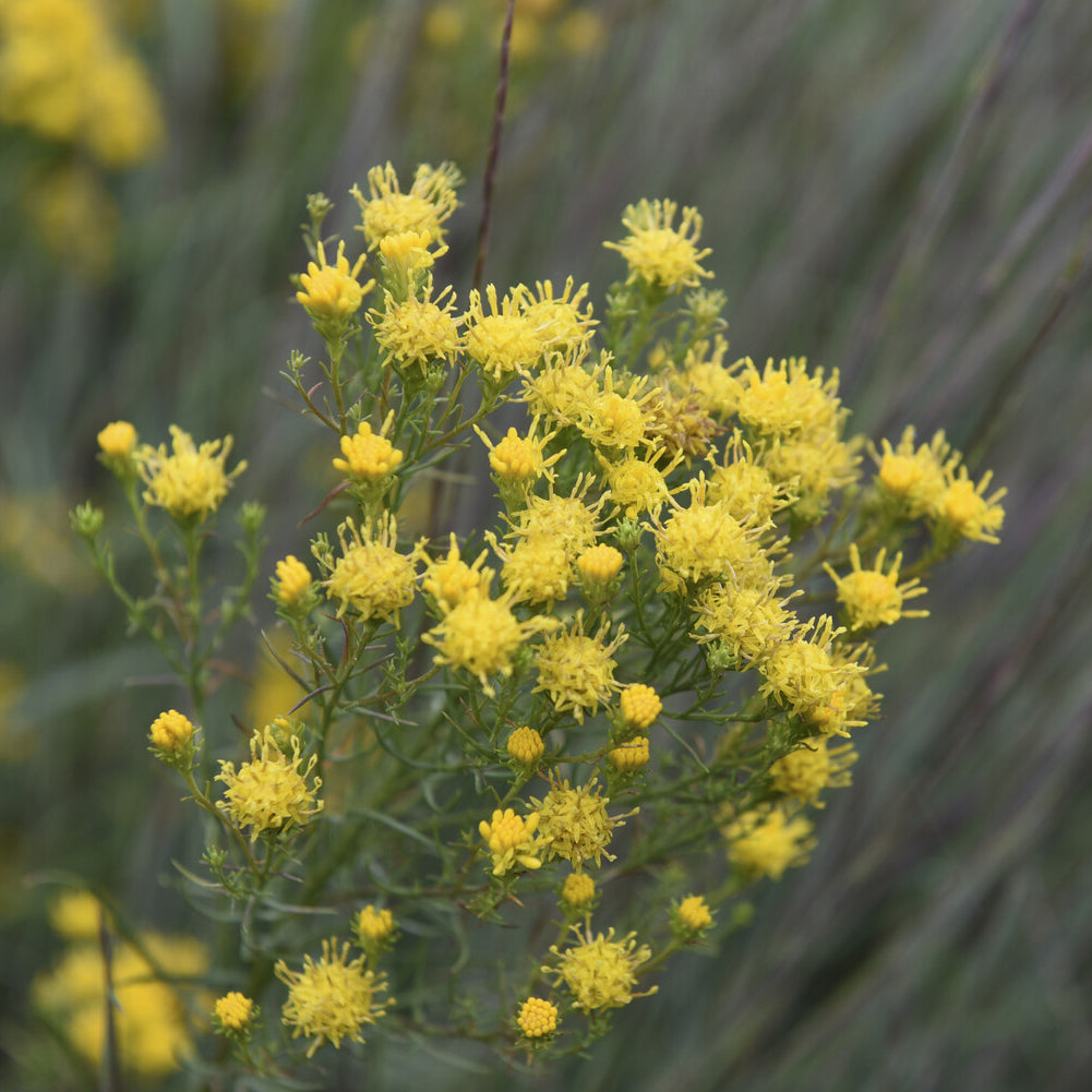 Goldhaar-Aster - Aster linosyris - Willemse