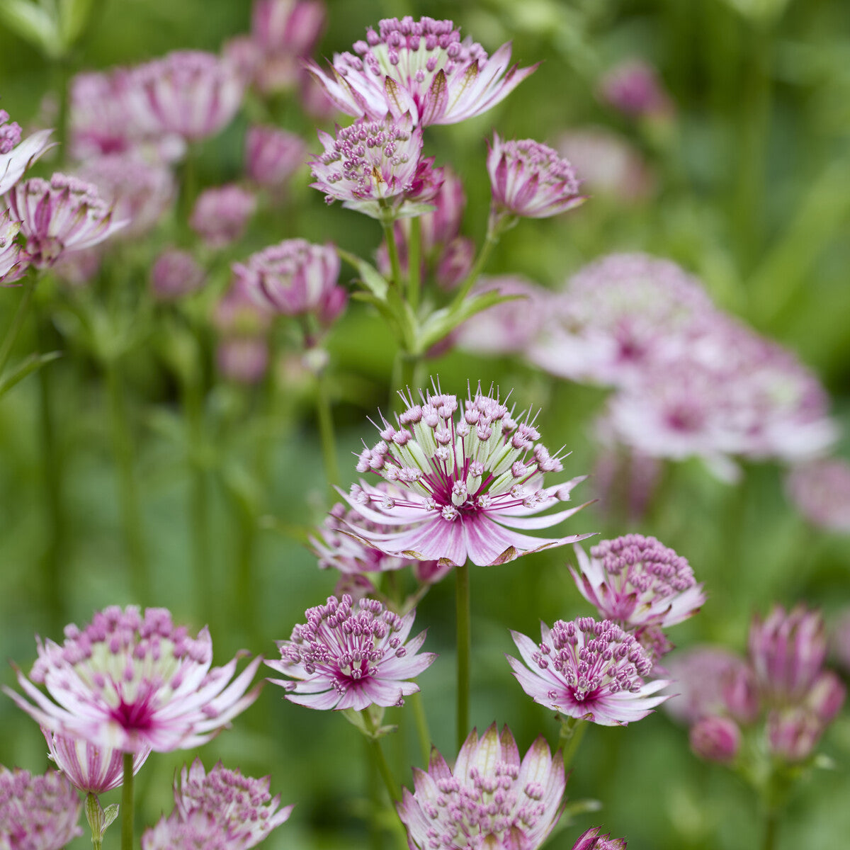 Sterndolde - Astrantia major - Willemse