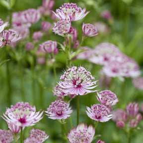Sterndolde - Astrantia major - Willemse
