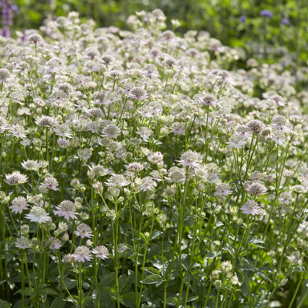 Sterndolde ‘Florence’ - Astrantia major Florence - Willemse