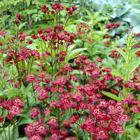Astrantia - Große Sterndolde Ruby Wedding - Astrantia major Ruby Wedding