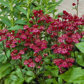 Große Sterndolde Ruby Wedding - Willemse