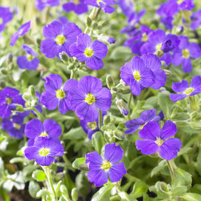 Blaukissen 'Cascade Blue' - Willemse