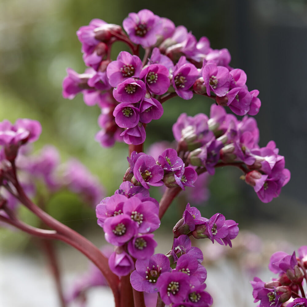 Altai-Bergenie - Bergenia cordifolia - Willemse