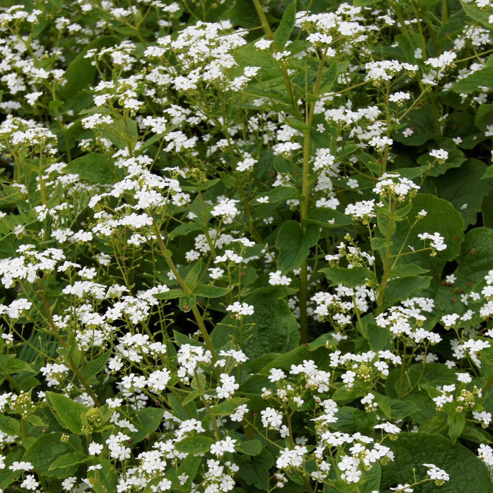 Kaukasisches Vergissmeinnicht Betty Bowring - Brunnera macrophylla Betty Bowring - Willemse