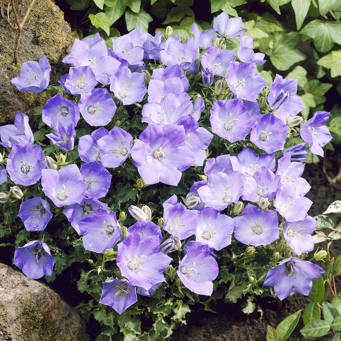 Karpaten-Glockenblume Blaue Clips - Willemse