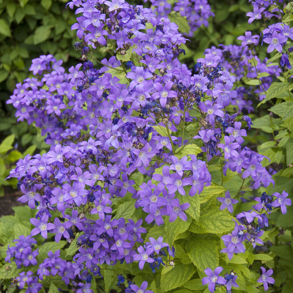 Milchige Glockenblume Prichards Variety - Willemse