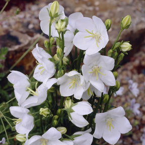 Pfirsichblättrige Glockenblume Alba - Willemse