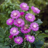 Weißblättrige Flockenblume John Coutts - Centaurea hypoleuca john coutts - Willemse