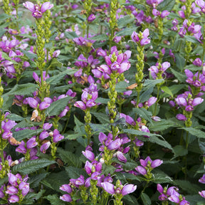 Schlangenkopf ‘Alba’ - Willemse