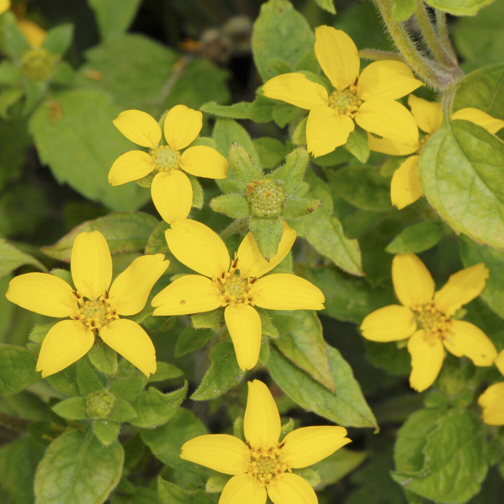 Stauden - Goldenes Knie - Chrysogonum virginianum