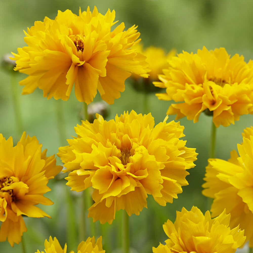 Coreopsis grandiflora Early Sunrise - Großblumiges Mädchenauge 'Early Sunrise' - Mädchenauge