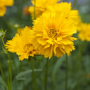 Großblumiges Mädchenauge 'Early Sunrise' - Coreopsis grandiflora Early Sunrise - Willemse
