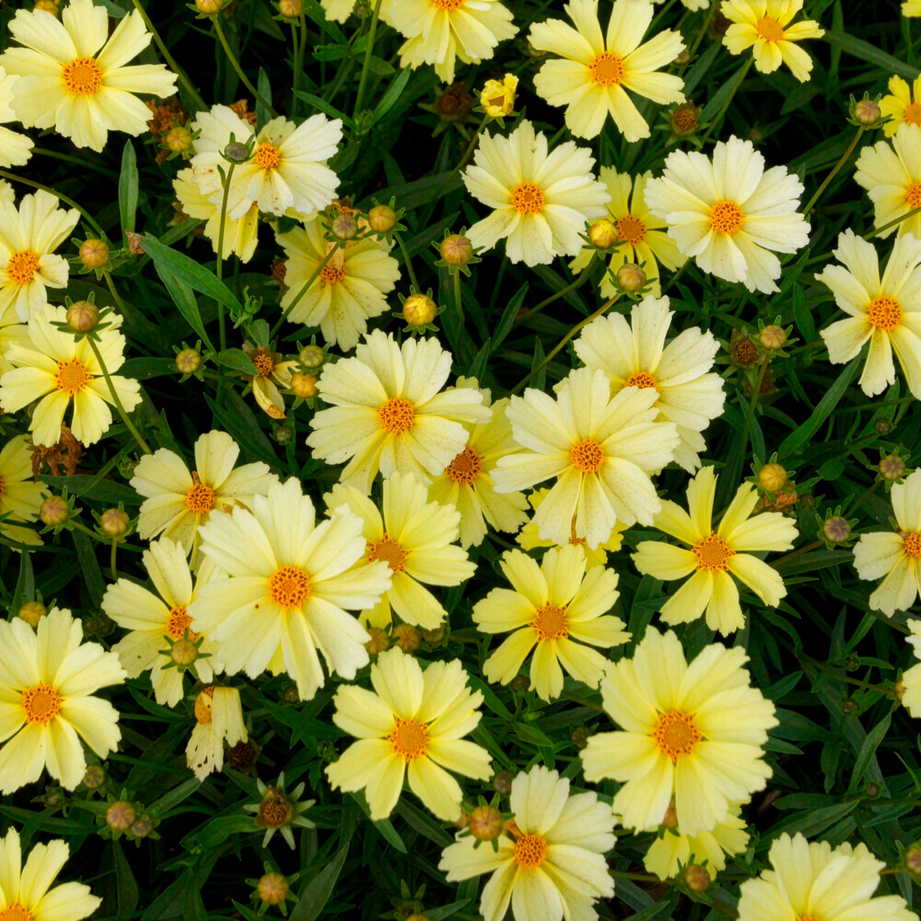Mädchenauge Full Moon - Coreopsis Full Moon - Willemse