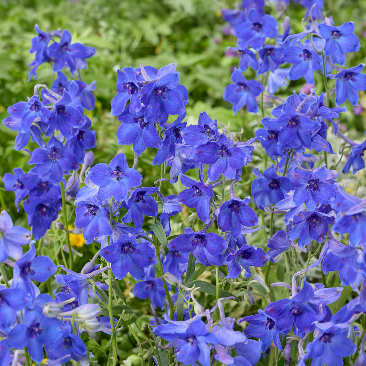 Großer Rittersporn Volkerfrieden - Delphinium ( belladonna group ) völkerfrieden - Willemse