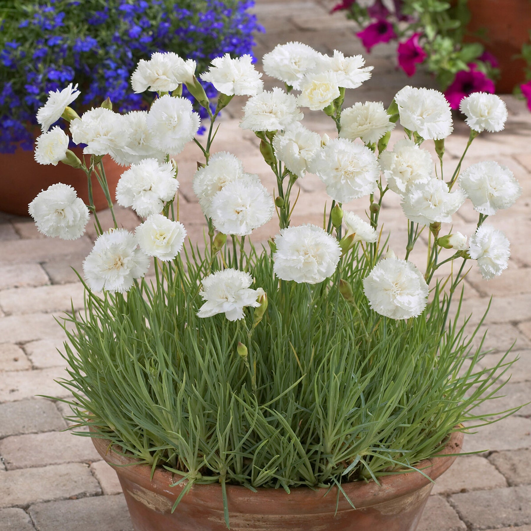 Duftnelke ‘Haytor White’ - Willemse
